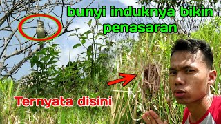 BUNYI SEPERTI INI BIKIN PENASARAN ‼️TERNYATA DISINI SARANG BURUNG CIBLEK GUNUNG