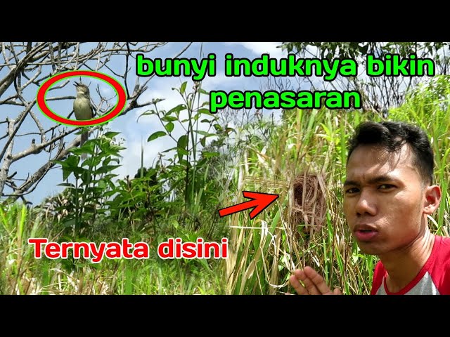 BUNYI SEPERTI INI BIKIN PENASARAN ‼️TERNYATA DISINI SARANG BURUNG CIBLEK GUNUNG class=