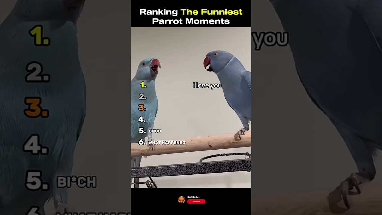 ranking funniest parrot moments part 2 