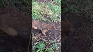 Rats on the riverbank 3. Terrible attitude for a pest controller. by Martin Webber Countryman 1,582 views 1 year ago 1 minute, 11 seconds