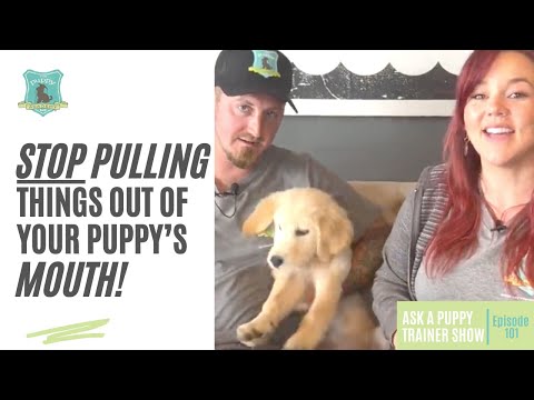 Video: Puppy Teething 101: A cosa prestare attenzione