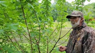 We Got Took!  No WHITE Mulberry! by Deep South Homestead 27,002 views 2 weeks ago 18 minutes