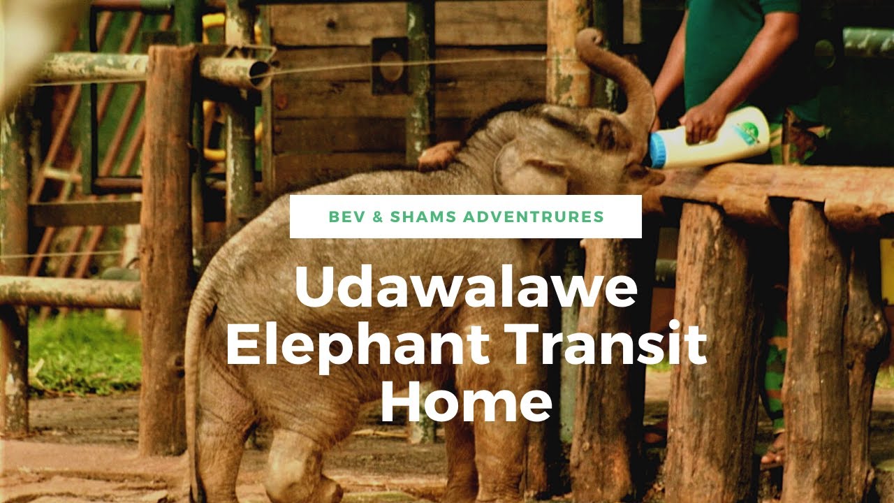 Udawalawe Elephant Transit Home Sri Lanka
