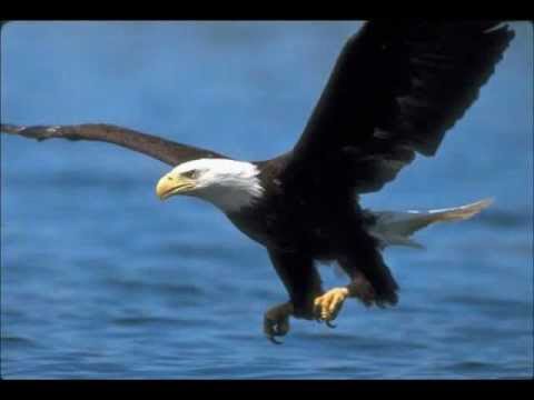 لي جناح النسر القس أمجد سعد ذكري