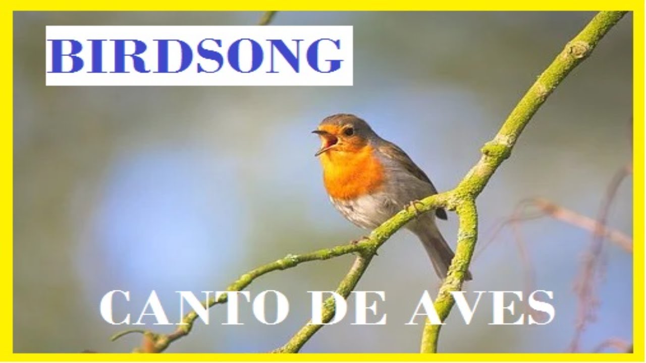 Discover the SECRET to CALM with the TONE of BIRDSONG!