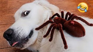 Funniest Animal Moments 2022  Funniest Cats and Dogs  Ep 08 | Cute Buddy