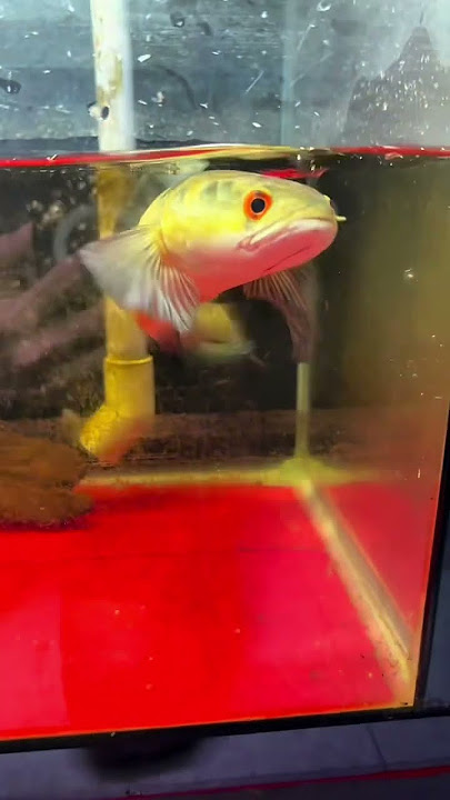 https://vt.tiktok.com/ZSkEuRDX8/ #cabaymau #channa #guppy #caloc #caloccanh #calocvayrong #meloccanh