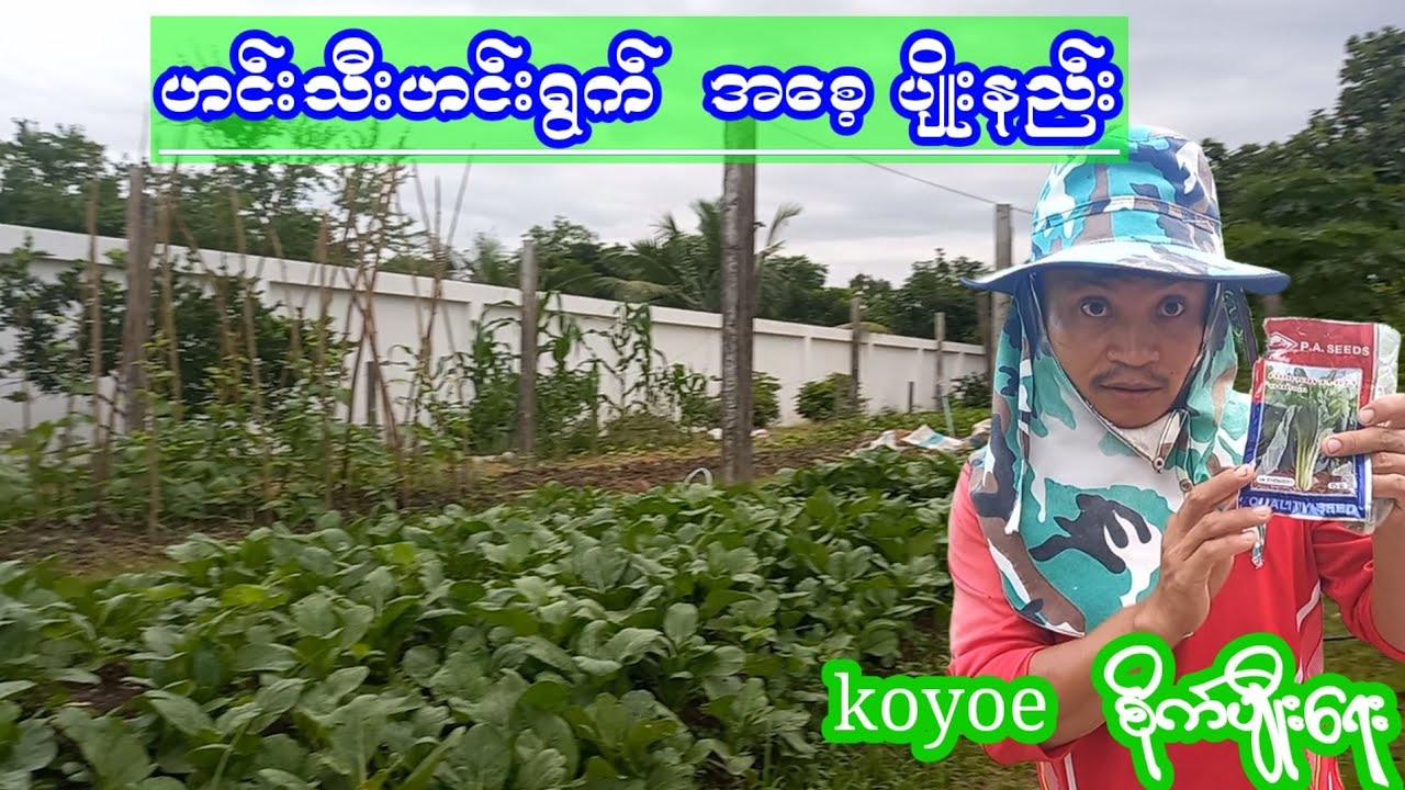 ဟင္းသီးဟင္းရြက္အေစ့ ပ်ိဳးနည္း ko yoeစိုက္ပ်ိဳးေရးစိတ္ဝင္စားဝင္ၾကည့္လိုက္ပါ