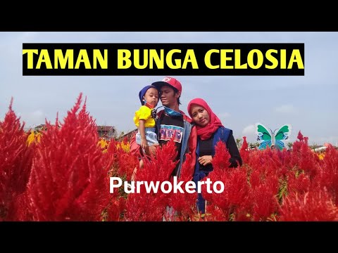  Taman  bunga  celosia purwokerto  YouTube