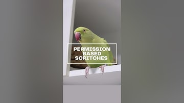 How to stop your bird biting - permission based patting & scritches