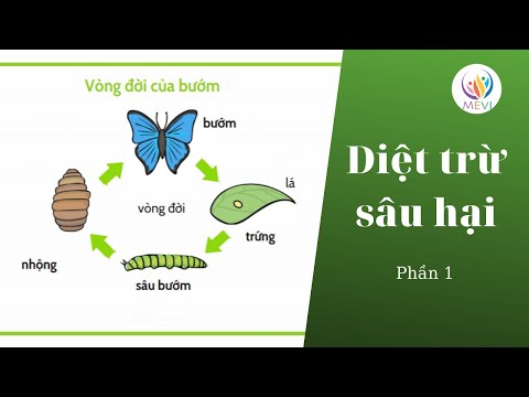 Video: Sâu Hại Mận. Phần 1