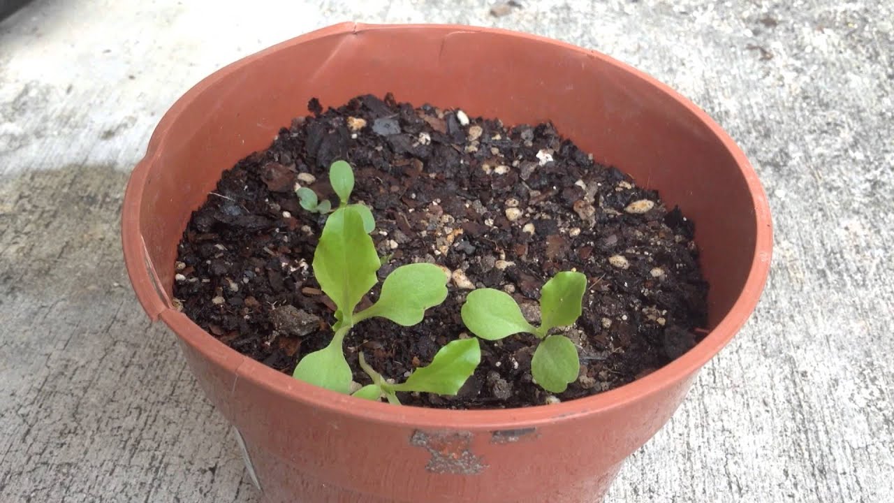 Iceberg lettuce from seeds to plant update - YouTube