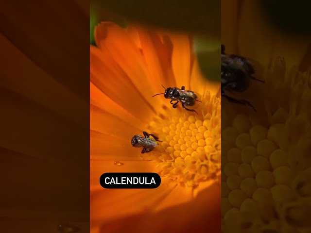 Bees LOVE flowers class=