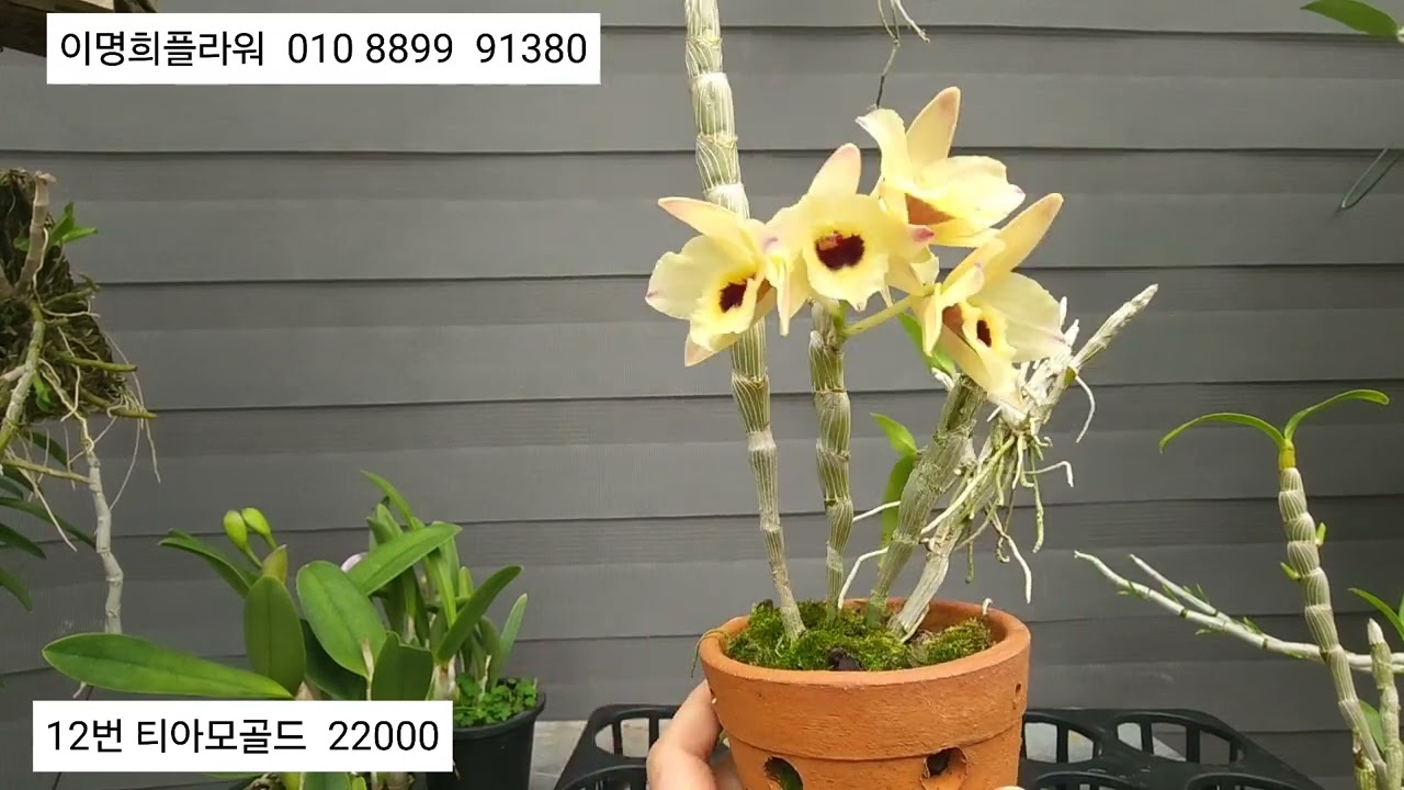 2026.3.1  이명희플라워   링미웨이  버튼탑   와다나베