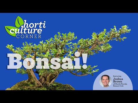 Horticulture Corner: Bonsai! - YouTube