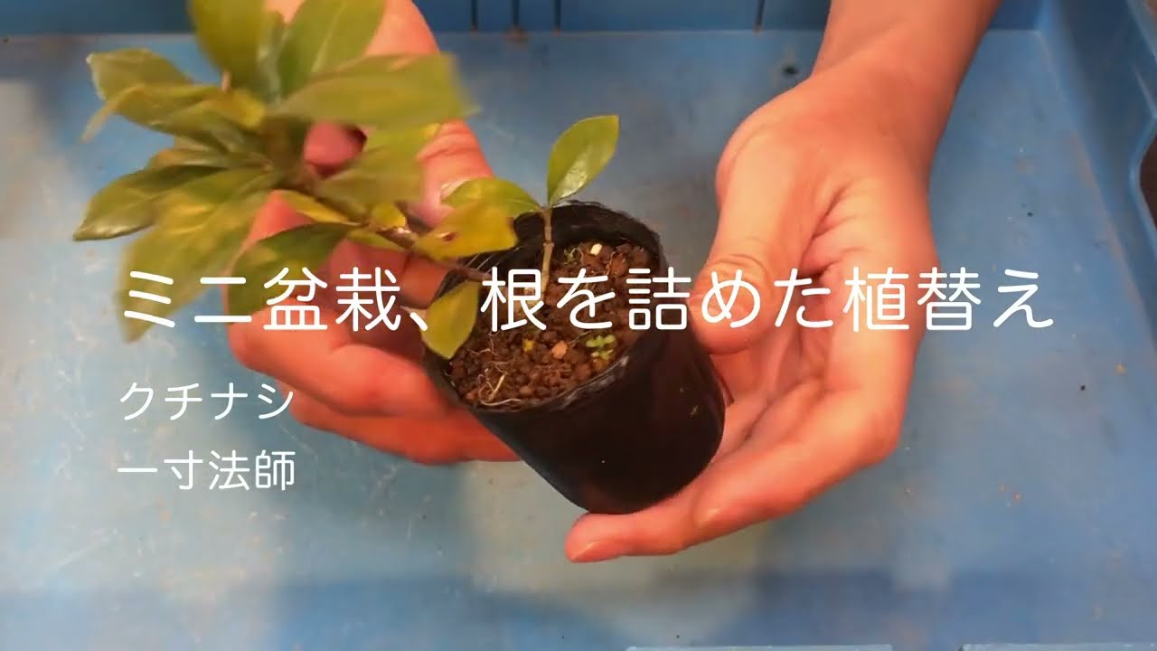 ミニ盆栽、根を詰めた植替え（クチナシ素材） - YouTube