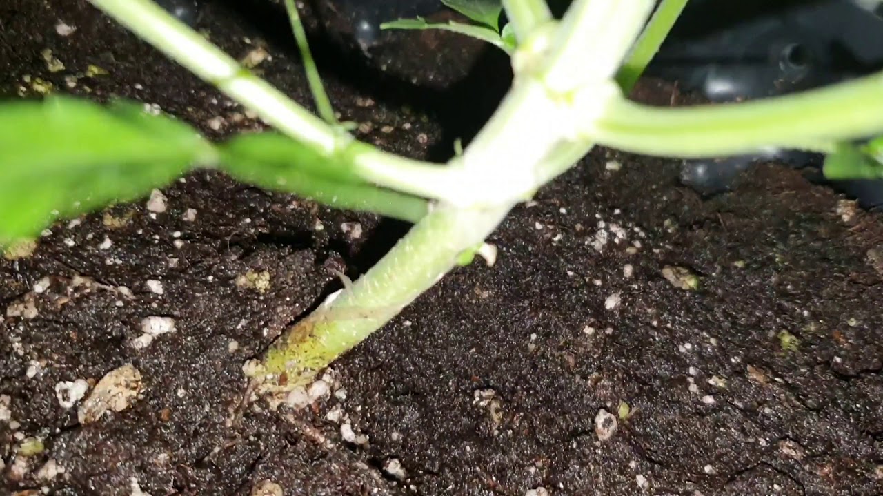 Sweet Skunk (Auto) Day 33