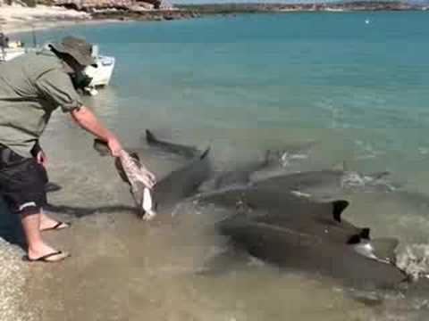 Shark frenzy, hand feeding Sharks. - YouTube