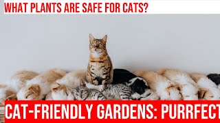 Creating a Cat-Friendly Garden: Tips & Ideas for Your Outdoor Space by Kitty Cat's Corner 157 views 1 month ago 4 minutes, 18 seconds