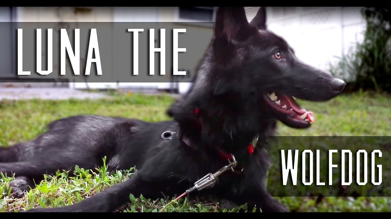 skydive chicago Wolfdog Chewing on a Branch