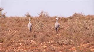 Blue Crane pair calling