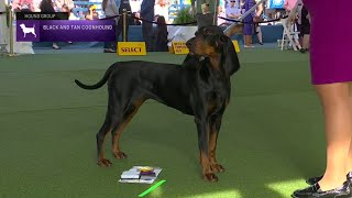 Black and Tan Coonhounds | Breed Judging 2023