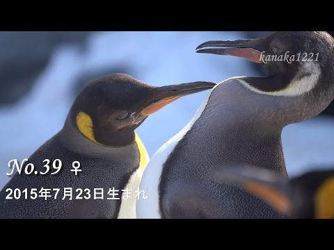 旭山動物園 おせっかいなキングペンギン29番 - YouTube