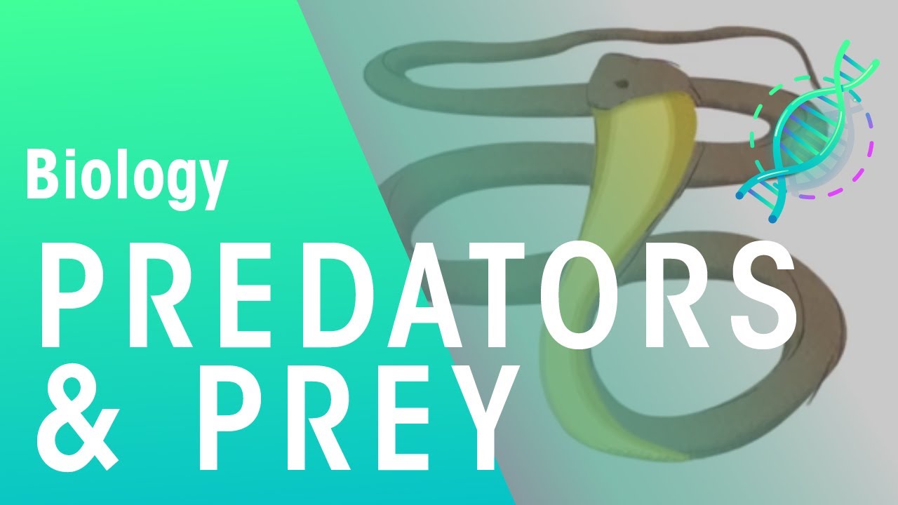 How Do Prey Species Keep Predator Species Stable?