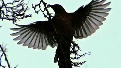 Olivier Messiaen - Le Merle noir (The Blackbird) [...
