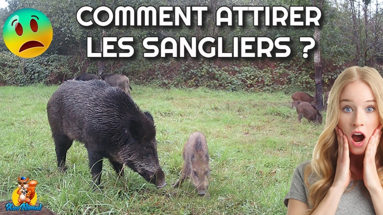 A quoi sert le goudron à sanglier ? - Les trucs et astuces de Chassons TV  (n°27) 