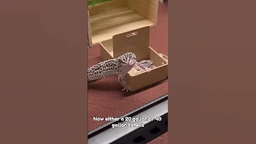 What Size Enclosure Do You Have For Your Leopard Gecko Comment Below 