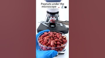 The peanuts were seen through a microscope #microscope #facts #science #naturaltime