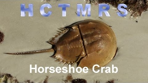 How Creationism Taught Me Real Science 48 Horseshoe Crab