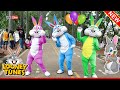 🔴 Badut Kelinci Joget Tik Tok - Badut Lucu | Mascot Dance