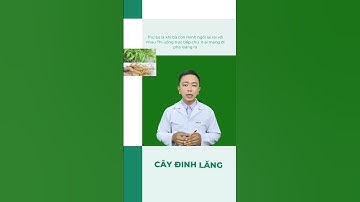 Thận trọng khi ngâm rượu với cây đinh lăng #duocsi_leminh #suckhoe #baithuochay#caydinhlang