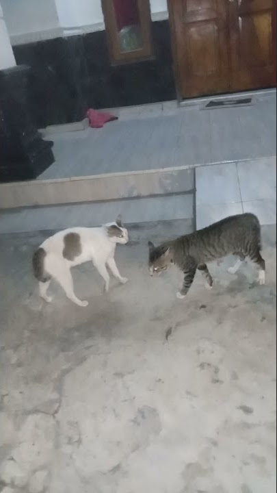 mentahan kucing berantem