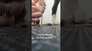 Crazy grass seed removal from border collie foot #grassseed #bordercollie #groomer #feet #education