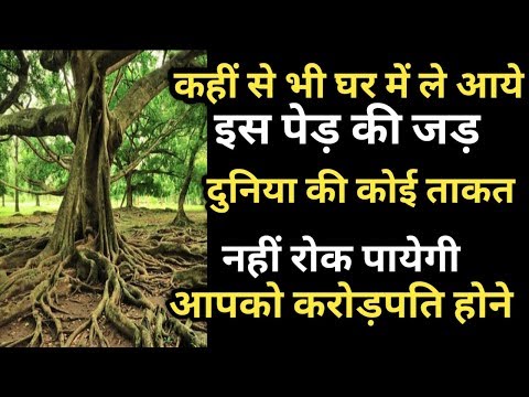 वीडियो: कौन सा जानवर पेड़ के ठूंठ को खोदता है?