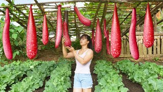 Harvesting Green Squash Go To Countryside Market Sell, Take Care of The Garden | Tiểu Vân Daily Life