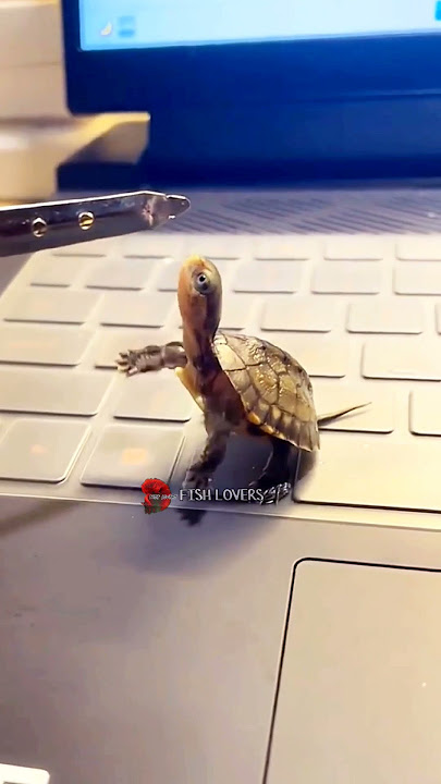 FUNNIEST TURTLE - Cute And Funny Turtle / Tortoise Videos Compilation[BEST OF 🐢]...