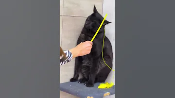 Камышовый кот Вульф дал себя погладить! 🙀