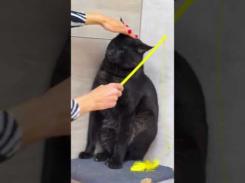 Видео: Камышовый кот Вульф дал себя погладить! 🙀