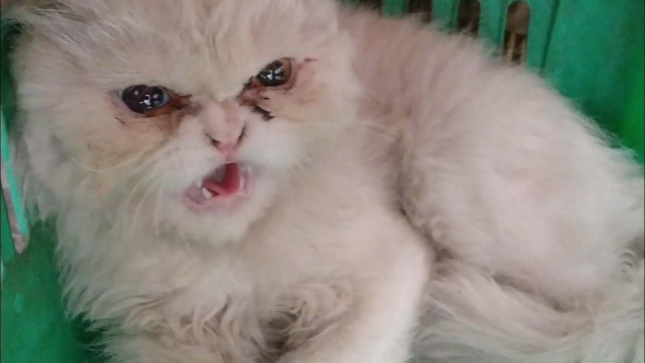 angry-odd-eyes-persian-cat-is-a-fighter-no-one-willing-to-keep-him-in