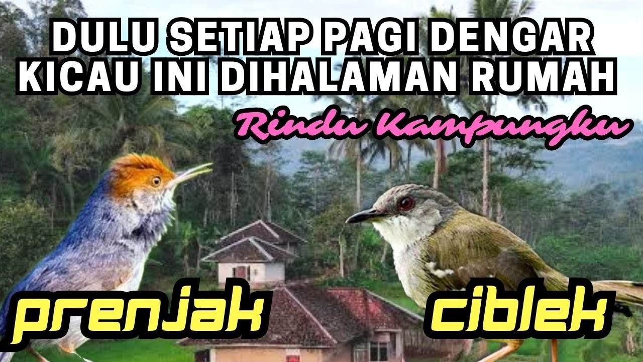 GACOR CIBLEK VS PRENJAK | RINDU RUMAH DULU BIASA BERKICAU DI HALAMAN & DIKEBUN
