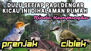 GACOR CIBLEK VS PRENJAK | RINDU RUMAH DULU BIASA BERKICAU DI HALAMAN & DIKEBUN