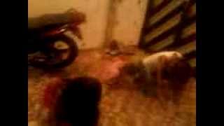 Thalia E Thaila E Mariel Dancabdo Bonde Das Maravilhas