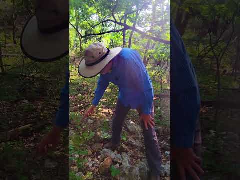 Video: Greenbrier Bitki Nəzarəti - Greenbrier alaq otlarından qurtulmaq üçün məsləhətlər