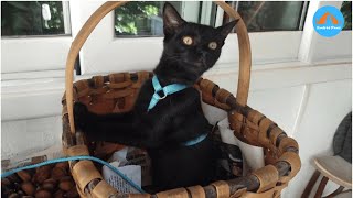 He Said Its Me Or The Cat I Chose The Cat A Love Story That Changed Everything