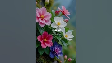 #تلاوة #اكسبلور #المصحف #quran #القرآن_الكريم #الشيخ #سعود_الشريم #اللهم_صل_وسلم_على_نبينا_محمدﷺ