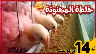 اليوم (14) الخلطة المنتظرة? 4 مكونات أعشاب جبارين للعمر هذا ⚠️/ تربية الدجاج اللاحم بلأعشاب ?